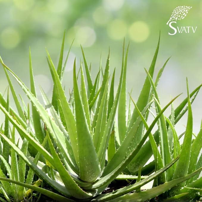 SVATV Papaya Aloe Vera Gel | Wrinkle reduction | Exfoliate the Skin | Helps in Skin Problems | Paraben & Sulfate Free - 200g | 7.05 Oz | 0.44 Lbs